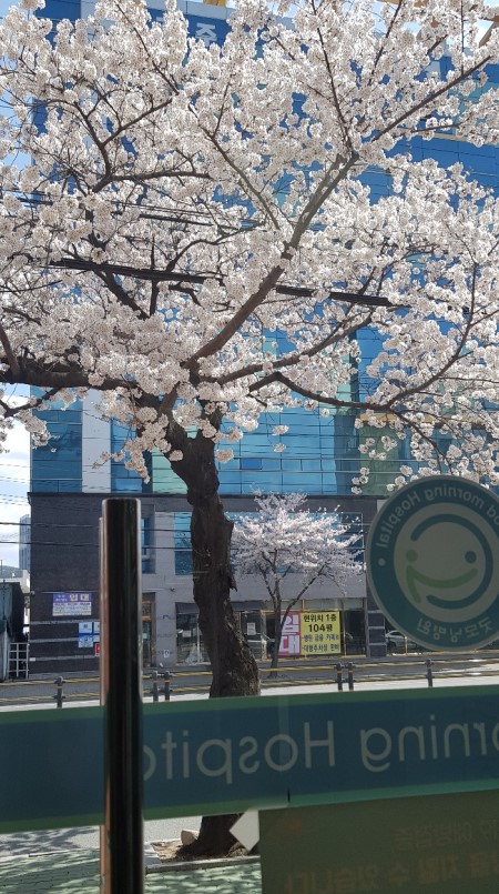 병원입구 앞에 벚꽃이 피었다.