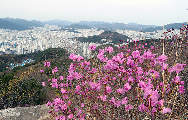 미세먼지 없는 맑은 날씨를 보인 지난달 3월 28일 부산 황령산에 진달래가 활짝 피어있다.(사진=저작권자(c) 연합뉴스, 무단 전재-재배포 금지)