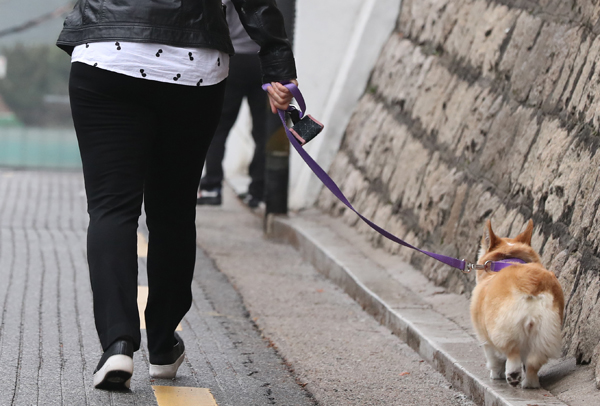 서울 중구의 한 거리에서 반려인이 목줄을 한 반려견과 함께 산책하고 있다.(사진=저작권자(c) 연합뉴스, 무단 전재-재배포 금지)