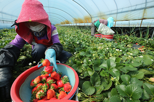 경남 밀양시 하남읍 수산리 낙동강변 비닐하우스에서 농민들에 잘익은 딸기를 따고 있다. (사진=저작권자(c) 연합뉴스, 무단 전재-재배포 금지)