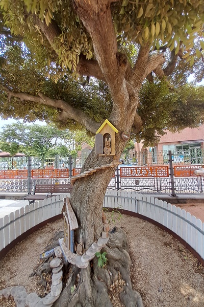 2019년 (사)제주생명의숲에서 1회 조성한 제주한천초등학교 학교숲에서 재미있게 생긴 나무모습