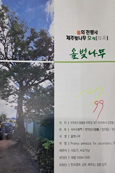 100년 이상된 나무들의 이야기와 자료를 모아 올해 발간 예정인 <노거수이야기> 편집자료(제주생명의숲 제공)