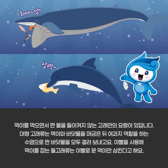 우리가 잘못 알고 있었던 고래?