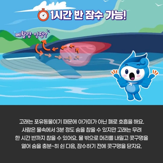 우리가 잘못 알고 있었던 고래?