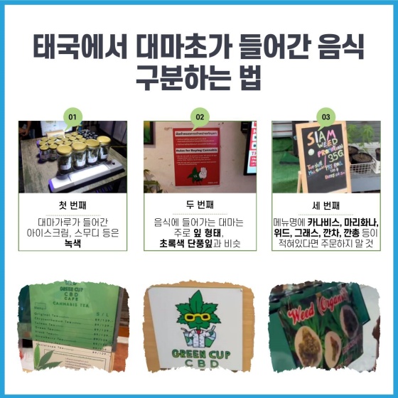 대마초 주의보? 태국 여행할 때, 조심하세요!