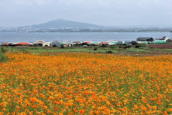 소망동산에서 본 상동마을.