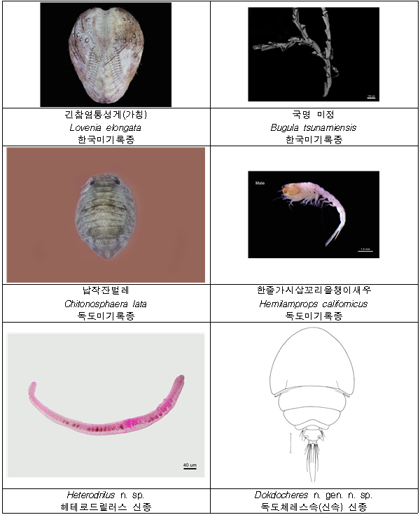 주요 발굴종.