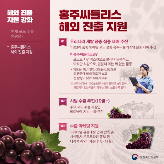 껍질째 먹는 국산 신품종 ‘홍주씨들리스’…해외 진출 지원 강화 사진 3