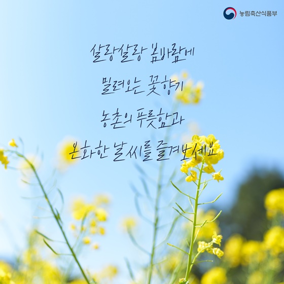 “농촌으로 꽃구경 가자~”… 전국 봄꽃 명소