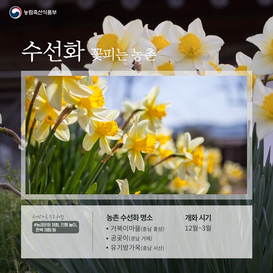 “농촌으로 꽃구경 가자~”… 전국 봄꽃 명소 하단내용 참조