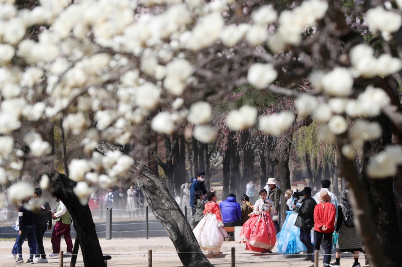 경복궁에 찾아온 봄의 기운.(사진=저작권자(c) 뉴스1, 무단 전재-재배포 금지)