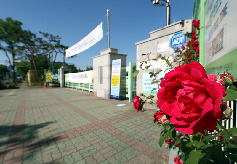 한 초등학교 정문 인근 화단에 장미꽃이 피어 있다. (사진=저작권자(c) 연합뉴스, 무단 전재-재배포 금지)