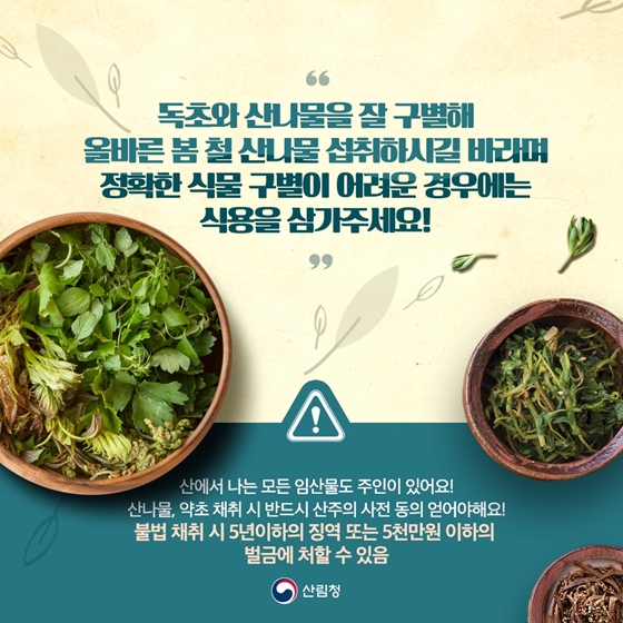 산나물 산나물 닮은꼴 주의보! 약초로 헷갈리기 쉬운 독초 구별법