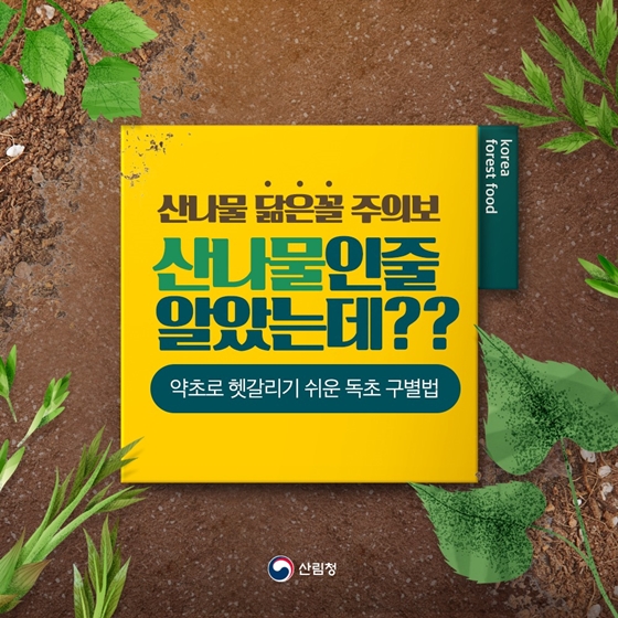 산나물 산나물 닮은꼴 주의보! 약초로 헷갈리기 쉬운 독초 구별법