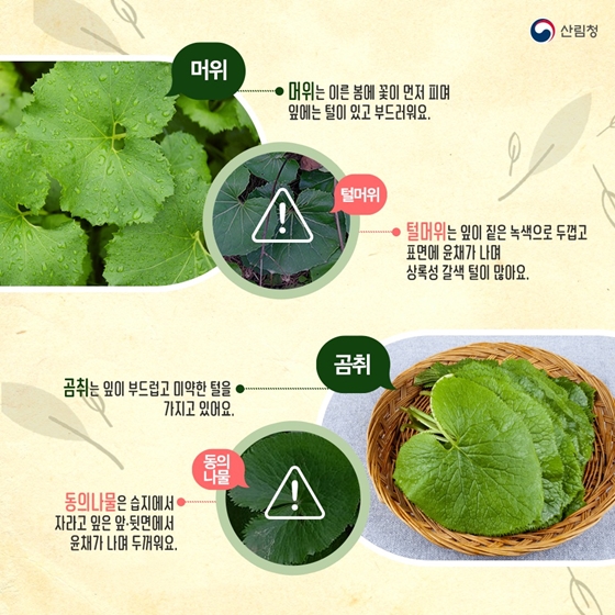 산나물 산나물 닮은꼴 주의보! 약초로 헷갈리기 쉬운 독초 구별법