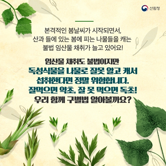 산나물 산나물 닮은꼴 주의보! 약초로 헷갈리기 쉬운 독초 구별법