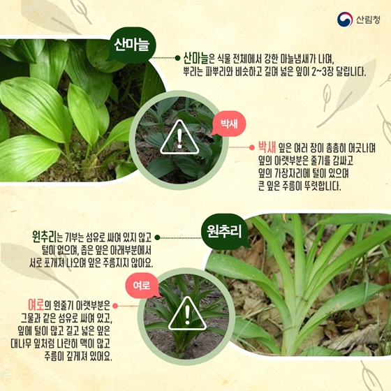 산나물 산나물 닮은꼴 주의보! 약초로 헷갈리기 쉬운 독초 구별법