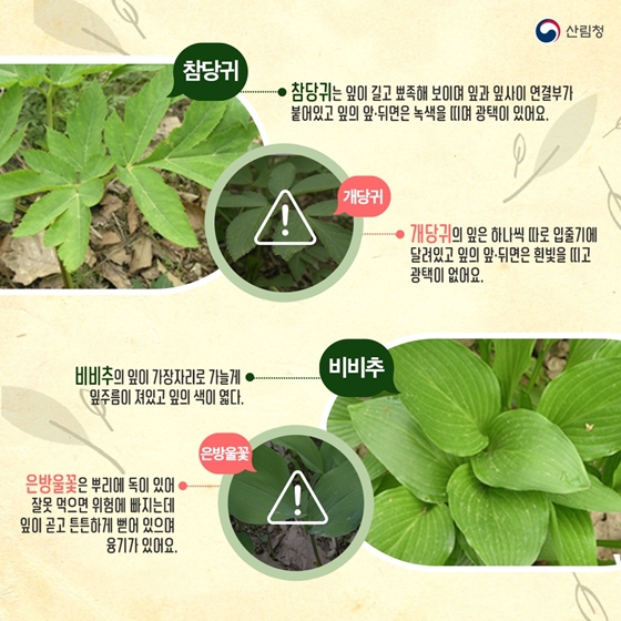 산나물 산나물 닮은꼴 주의보! 약초로 헷갈리기 쉬운 독초 구별법