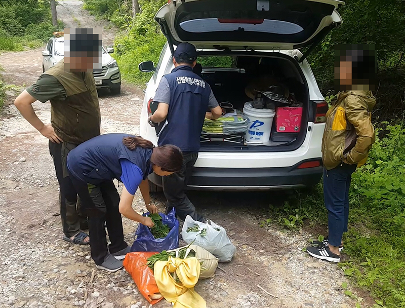 산림특별사법경찰이 임산물 채취를 단속하고 있다.(사진=산림청)