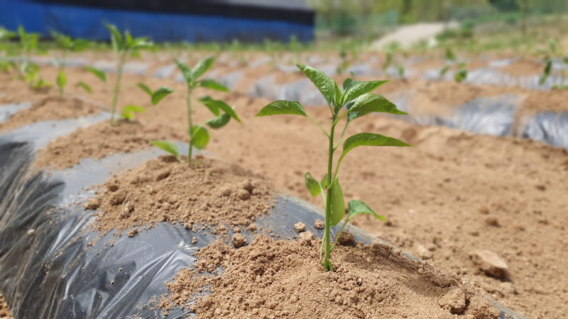 올해 심은 고추가 무럭무럭 자라길 바라며