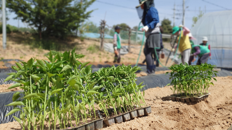 여성농업인들이 고추심기에 한창이다