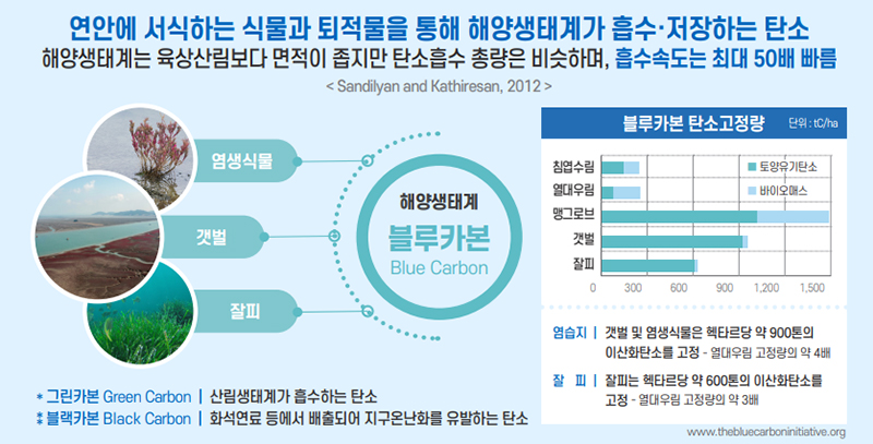 블루카본 설명.