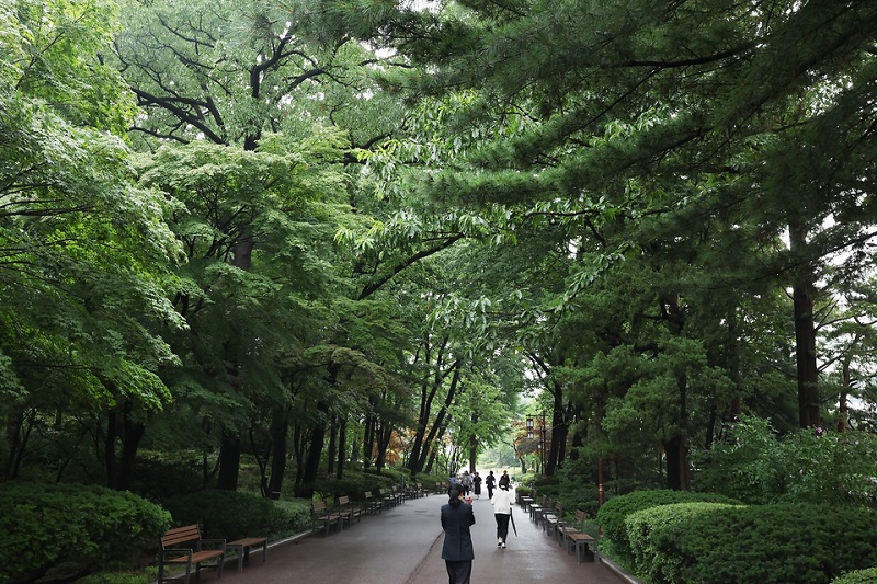 상춘재 계곡의 전나무가 있는 숲길. 청와대 개방 1주년을 맞아 ‘수목 탐방 프로그램 : 대통령의 나무들’이 7월 1일부터 운영되고 있다.(사진=국민소통실)