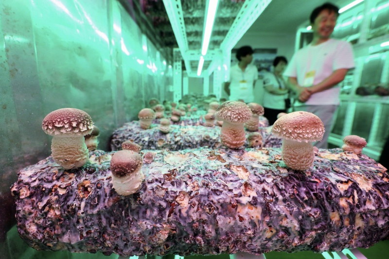 7월 26일 서울 강남구 코엑스에서 열린 '2023 농식품 테크 스타트업 창업 박람회'를 찾은 관람객들이 컨테이너형 표고버섯 스마트팜을 살펴보고 있다.(사진=저작권자(c) 뉴스1, 무단 전재-재배포 금지)