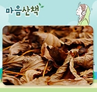 속리산 바스락 바스락 가을 ASMR