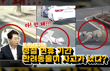 명절 연휴에 우리 댕댕이가 사고났는데 어떡하죠? 걱정마세요!