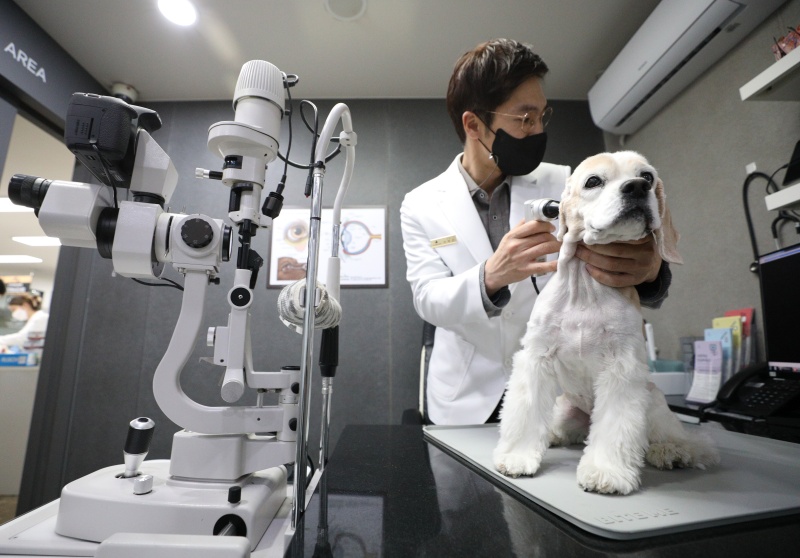 서울 성북구의 한 동물병원에서 수의사가 반려동물을 진찰하고 있다.(사진=저작권자(c) 뉴스1, 무단 전재-재배포 금지)