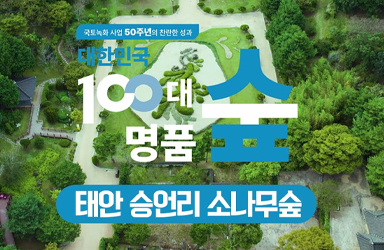 [100대명품숲] 솔잎의 향기가 가득 느껴지는 ‘태안 승언리 소나무숲’