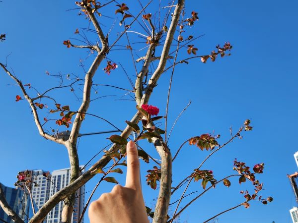 늦가을인데도 아직 배롱나무에 붉은 백일홍이 남아 있었다.