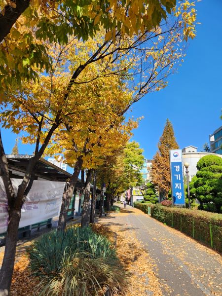 수원 시내 곳곳 가로수마다 곱게 물든 단풍을 구경할 수 있었다.