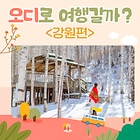 [‘오디’로 여행갈까] 9화. 원대리 자작나무 숲 <강원>