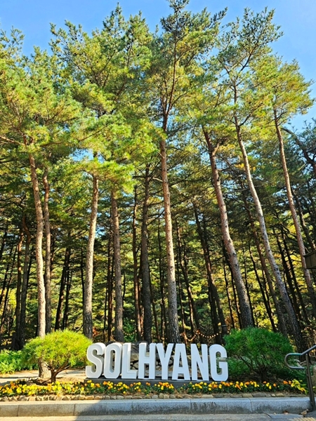 걷는 길마다 솔향기가 가득했던 강릉솔향수목원.