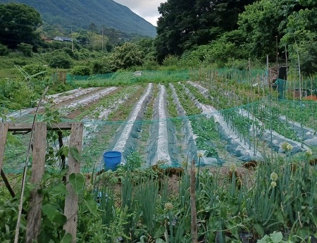 한창 작물들이 자라고 있는 텃밭.