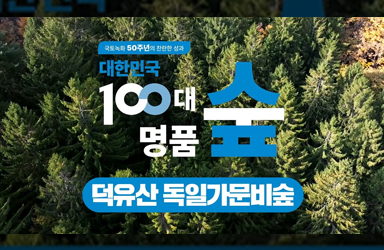 [100대 명품숲] 크리스마스 트리로 유명한 나무 ‘무주 덕유산 독일가문비숲’