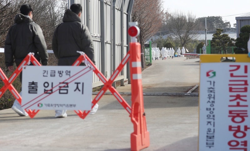 전북 익산시 황등면 한 양계농장에서 관계자들이 살처분 작업을 위해 농장으로 향하고 있다.(ⓒ뉴스1, 무단 전재-재배포 금지)