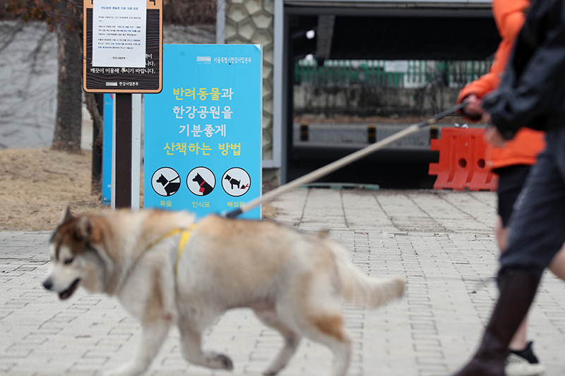 서울 영등포구 한강시민공원에서 반려견이 산책을 하고 있다. (ⓒ뉴스1, 무단 전재-재배포 금지)