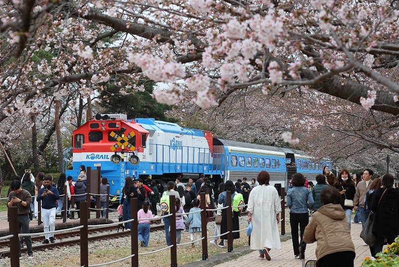 지난해 3월 경남 창원시 진해구 경화역에서 관광객들이 벚꽃과 함께 추억을 남기고 있다. 2023.3.24.(ⓒ뉴스1, 무단 전재-재배포 금지)