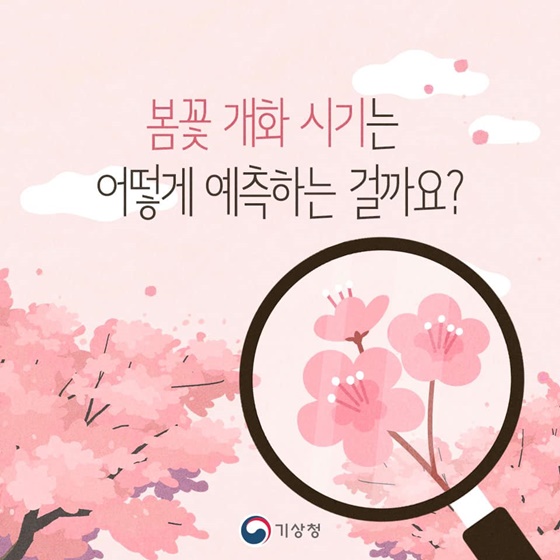 봄꽃 개화시기는 어떻게 예측하는 걸까요?