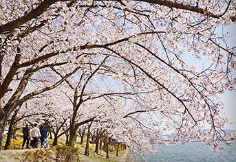 경주의 봄을 즐길 수 있는 벚꽃 데이트 명소