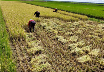 아프리카 6개국, ‘K-라이스벨트’ 사업 벼 종자 2321톤 첫 수확
