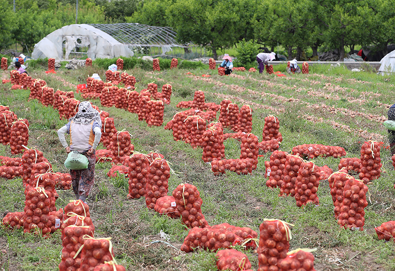 경북 청도군 각남면 한 양파밭에서 농민들이 양파를 수확하고 있다. (ⓒ뉴스1, 무단 전재-재배포 금지)