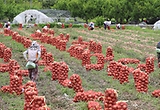 경북 청도군 각남면 한 양파밭에서 농민들이 양파를 수확하고 있다. (ⓒ뉴스1, 무단 전재-재배포 금지)