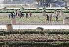 경북 고령군 개진면 들녘에서 농민과 외국인 계절근로자들이 단무지용 무를 수확하고 있다. (ⓒ뉴스1, 무단 전재-재배포 금지)