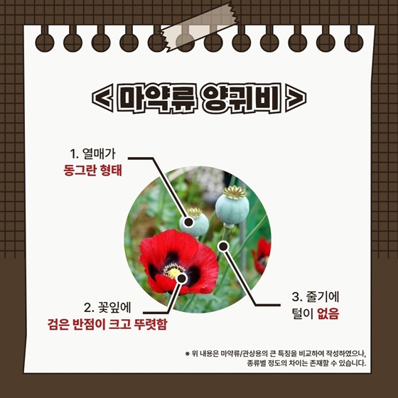 꽃이야? 마약이야? 헷갈리는 양귀비 구별법!