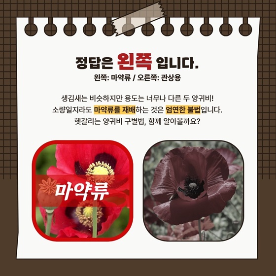 꽃이야? 마약이야? 헷갈리는 양귀비 구별법!