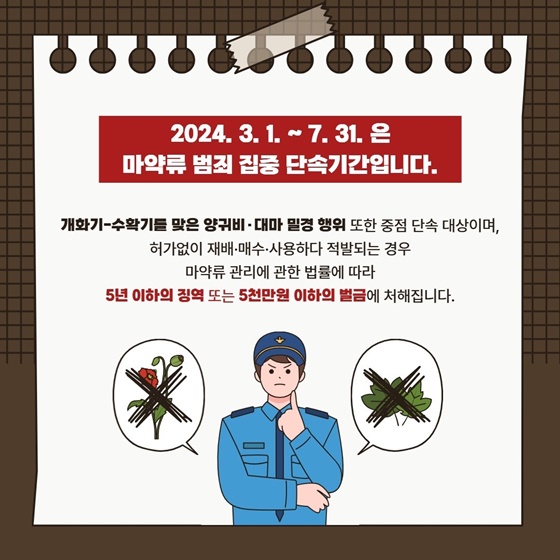 꽃이야? 마약이야? 헷갈리는 양귀비 구별법!